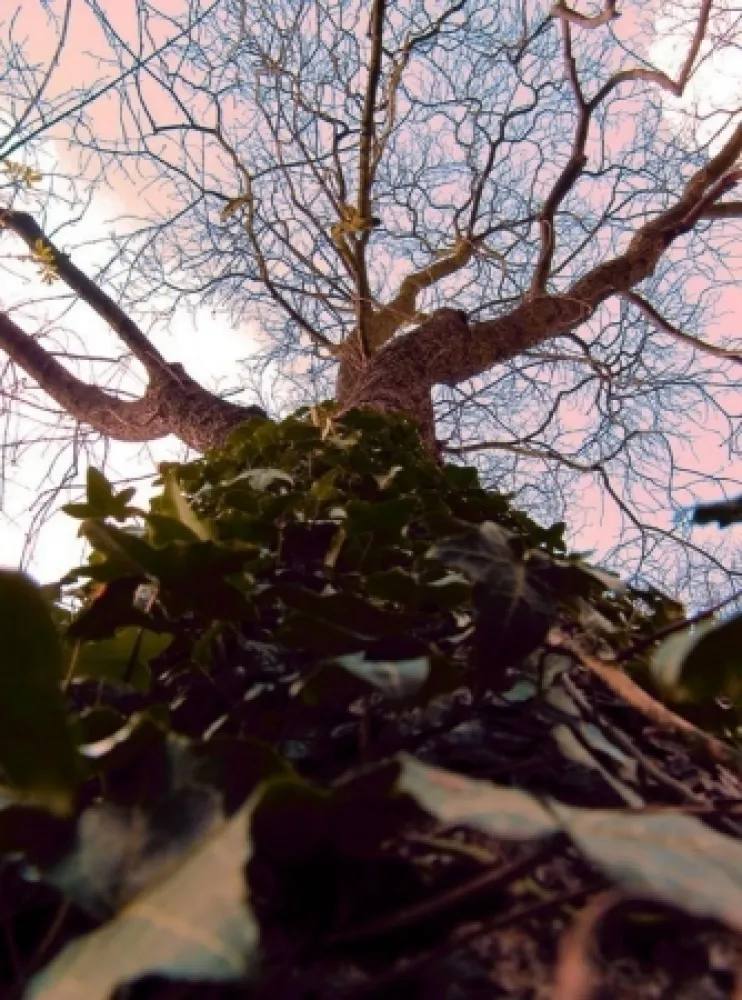 Fotografía Bohorquez - Arbol