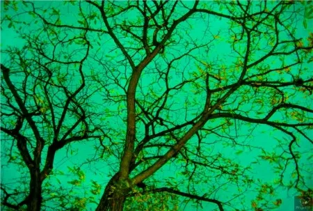 Fotografía Bohorquez - Verde