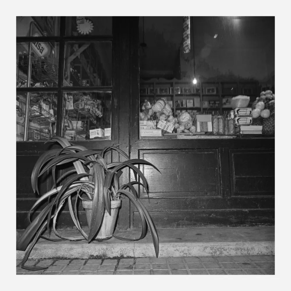 Fotografía Canovas - ACHING PLANTS - 1