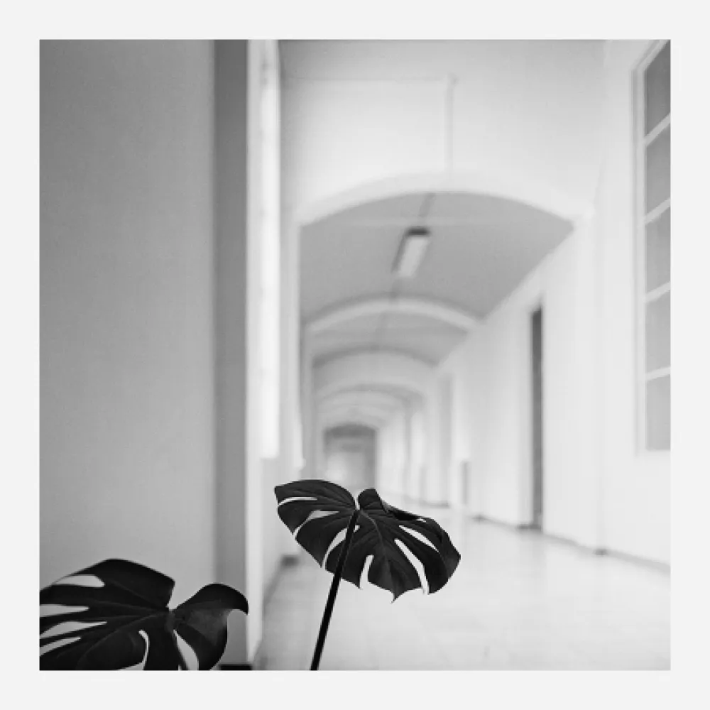 Fotografía Canovas - ACHING PLANTS - 2