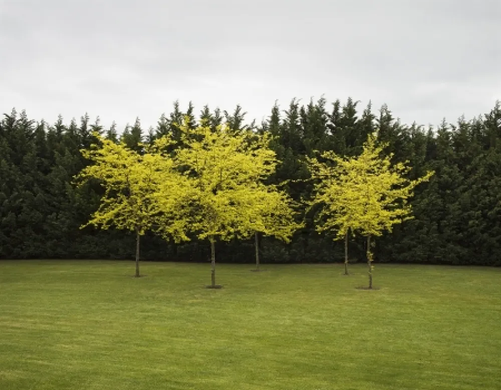 Fotografía Canovas - SEVENTH HEAVEN - 1