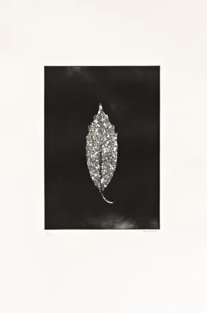 Aguafuerte Couturier - Aucuba