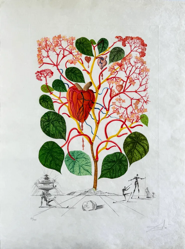 Punta Seca Dali - Begonia (Anacardium recordans)