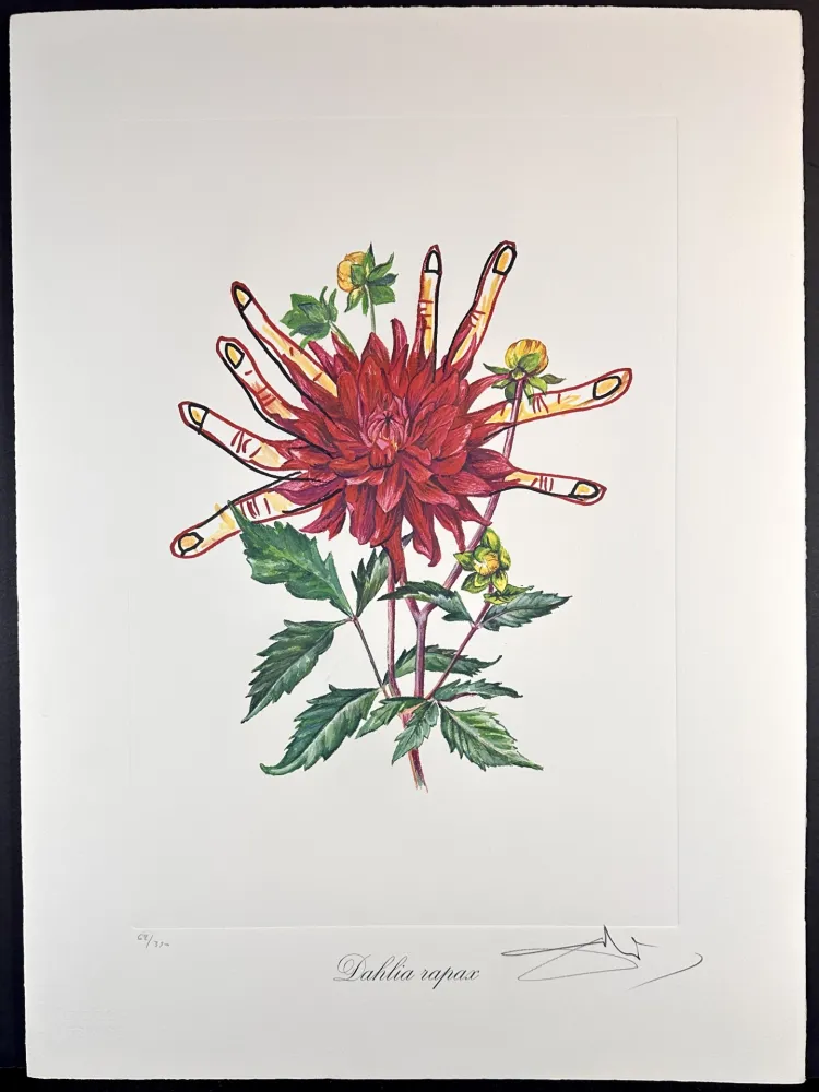 Grabado Dali - Florals Dahlias of Dali