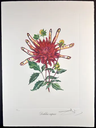 Grabado Dali - Florals Dahlias of Dali