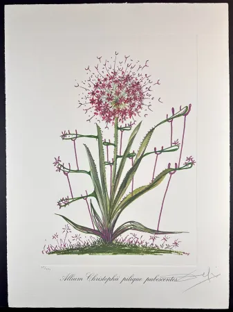 Grabado Dali - Florals Desert Cactus