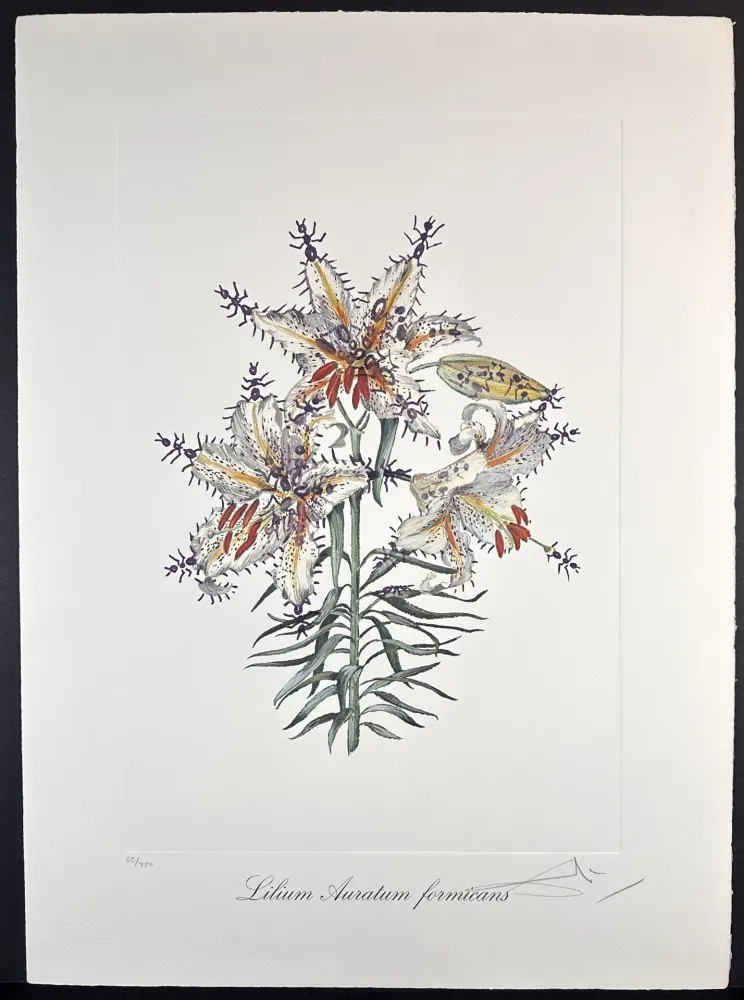 Grabado Dali - Florals Erotic Lily