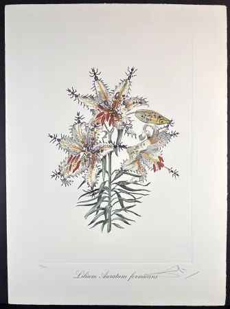 Grabado Dali - Florals Erotic Lily