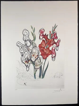 Grabado Dali - Florals Gladiolus Costa Brava