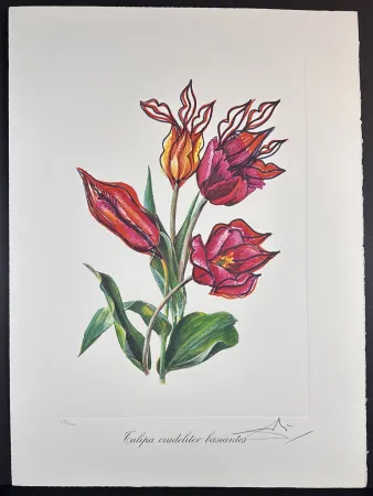 Grabado Dali - Florals Kissing Tulips