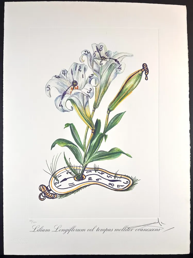Grabado Dali - Florals Lilies of Time