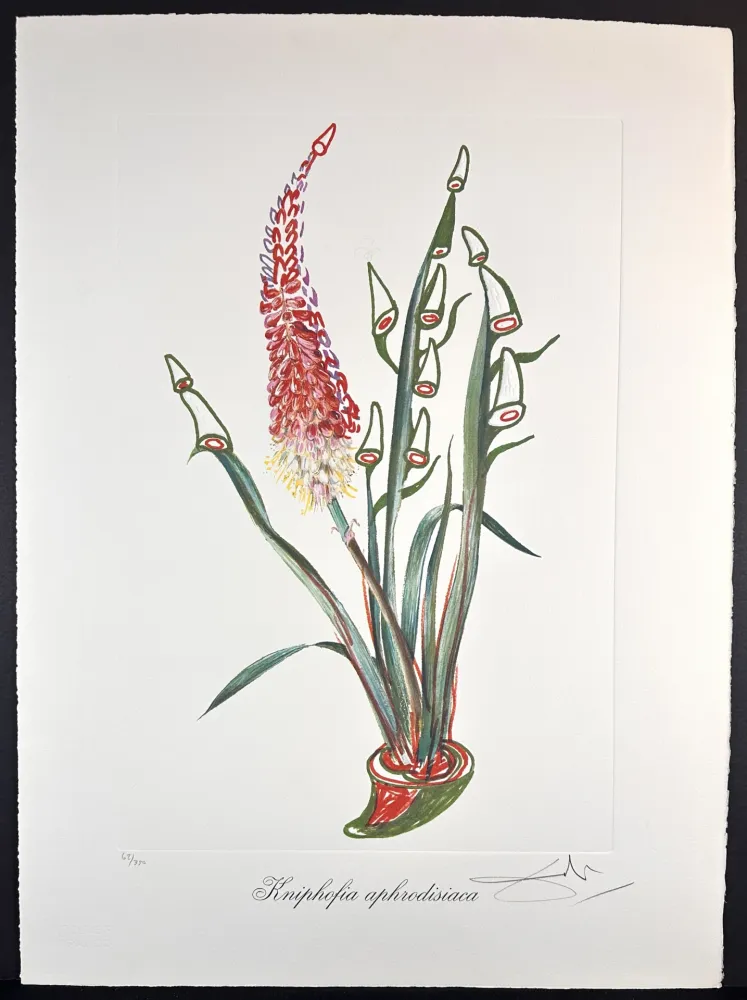 Grabado Dali - Florals Rhinoceros Stock