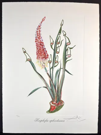 Grabado Dali - Florals Rhinoceros Stock