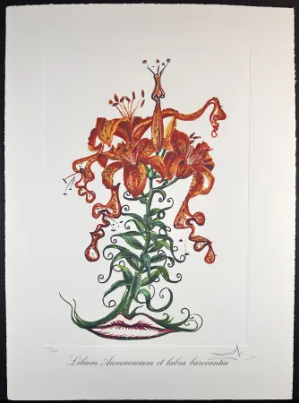 Grabado Dali - Florals Tiger Lilies of The Theatre