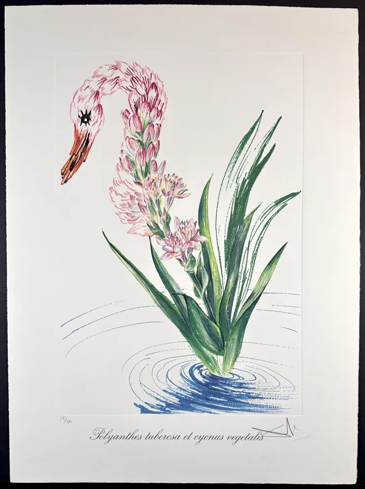 Grabado Dali - Florals Water-Hybiscus Swan