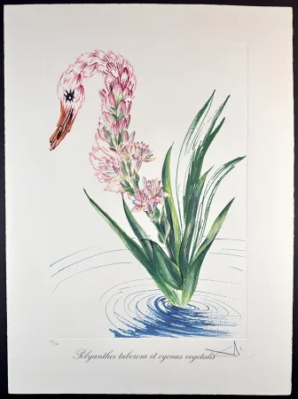 Grabado Dali - Florals Water-Hybiscus Swan