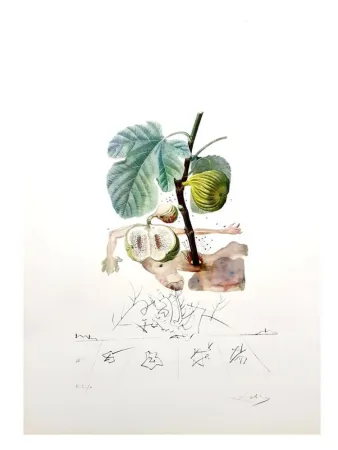 Grabado Dali - Flordali - Homme Figuier