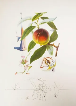 Grabado Dali - Flordali - Pêcher Pénitent