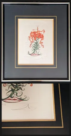Grabado Dali - Hand-Signed Engraving-Tiger Lilies / Lilium Aurancacium et labra barocantia, 1972 - Hand-signed by Dali lower right, 1972