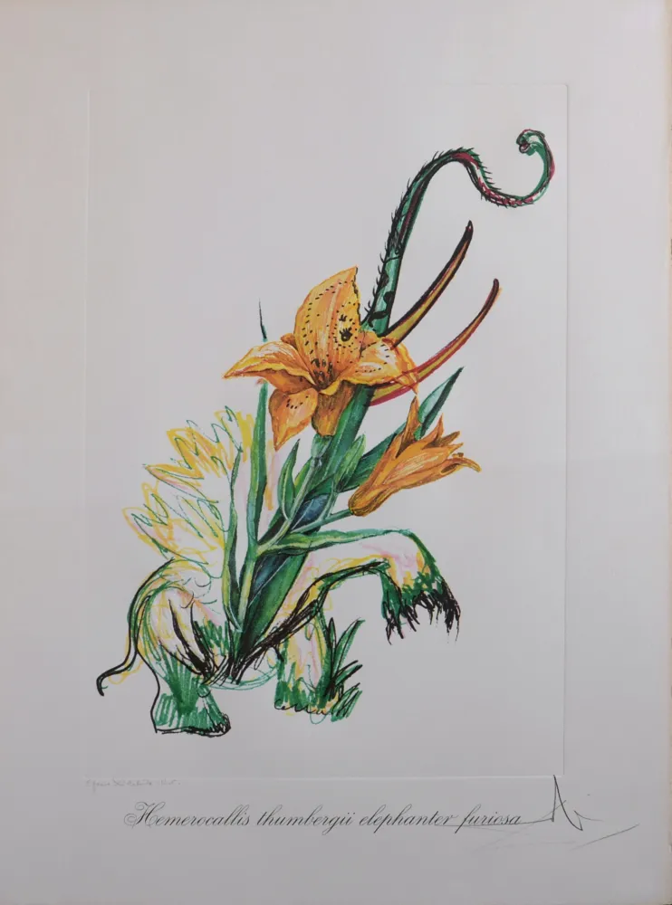 Múltiple Dali - Hemerocallis thumbergii elephanter furiosa, 1972 - Hand-signed!