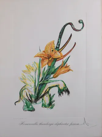 Múltiple Dali - Hemerocallis thumbergii elephanter furiosa, 1972 - Hand-signed!