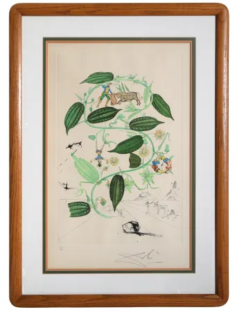 Grabado Dali - Passiflora Laurigera