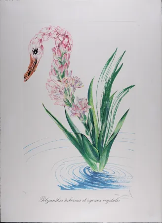 Heliograbado Dali - Polyanthes tyberosa et cygnus vegetalis