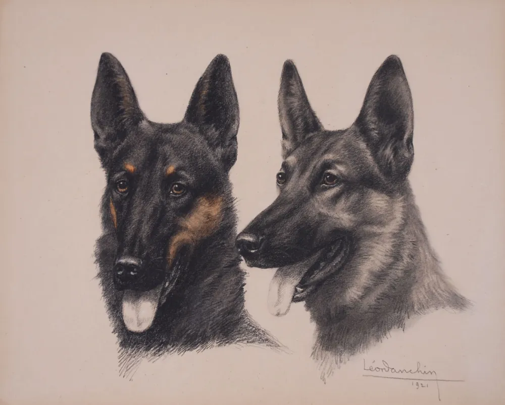 Sin Técnico Danchin - Deux têtes de Berger Belge Malinois - Two Belgian Shepherd Malinois heads