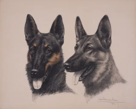 Sin Técnico Danchin - Deux têtes de Berger Belge Malinois - Two Belgian Shepherd Malinois heads