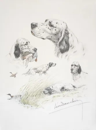 Litografía Danchin - English Setter study - Etudes de Setter Anglais
