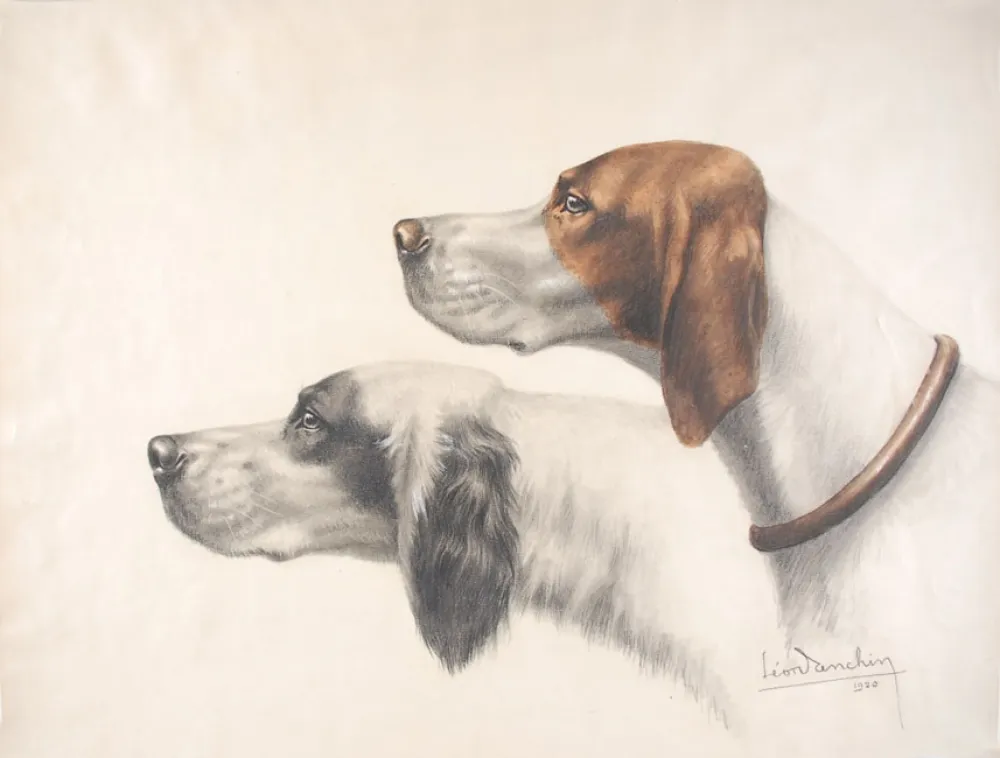 Sin Técnico Danchin - Setter Anglais et Braque Français