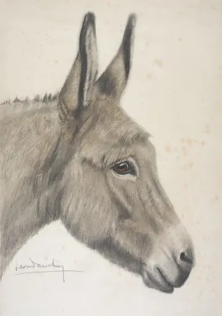 Sin Técnico Danchin - Tête de baudet