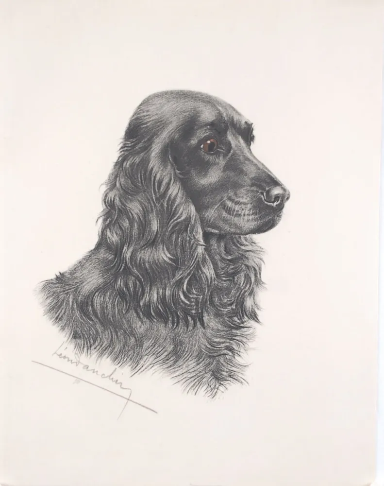 Aguafuerte Danchin - Tête de Cocker noir male - Black Cocker Spaniel head (Original)