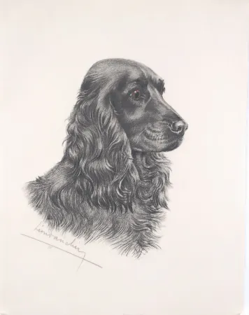 Aguafuerte Danchin - Tête de Cocker noir male - Black Cocker Spaniel head (Original)