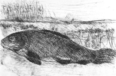 Aguafuerte Della Torre - La tinca