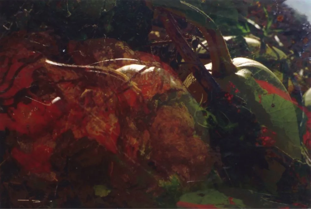 Fotografía Fischli - Ohne Titel (FW Funghi 19), 1998. Aus der Serie „Blumen und Pilze“.