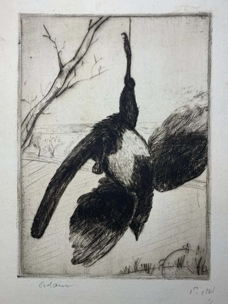 Aguafuerte Frélaut - La pie morte