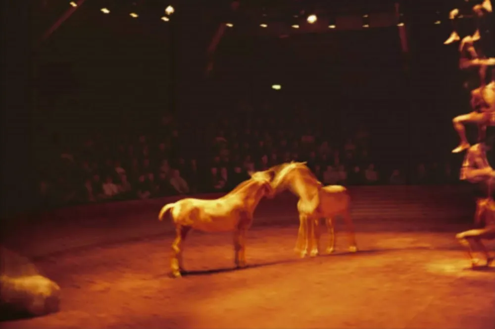 Múltiple Goldin - Triptyk, Zingaro Equestrian Theater, Paris