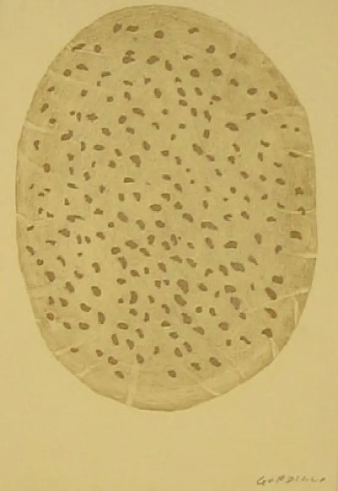Aguafuerte Gordillo - S/T