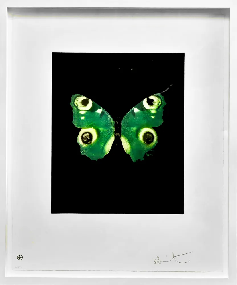 Sin Técnico Hirst -  Fate - from the Butterflies portfolio, 2009 