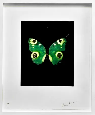 Sin Técnico Hirst -  Fate - from the Butterflies portfolio, 2009 