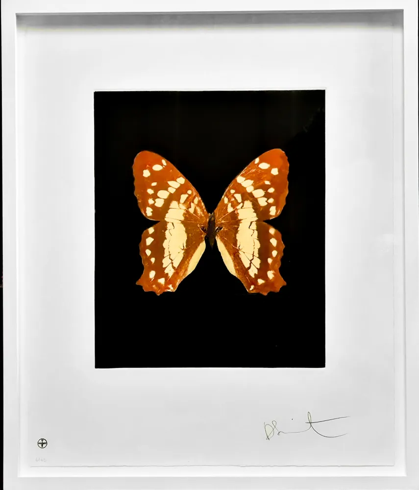 Aguafuerte Y Aguatinta Hirst - Regeneration - from the Butterflies portfolio, 2009 