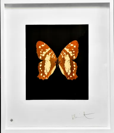 Aguafuerte Y Aguatinta Hirst - Regeneration - from the Butterflies portfolio, 2009 