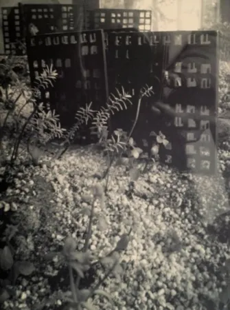 Fotografía Iglesias - Aquarium II, 2