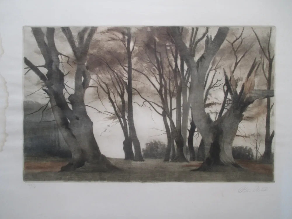 Manera Negra Ilsted - Trees in Ermelunden