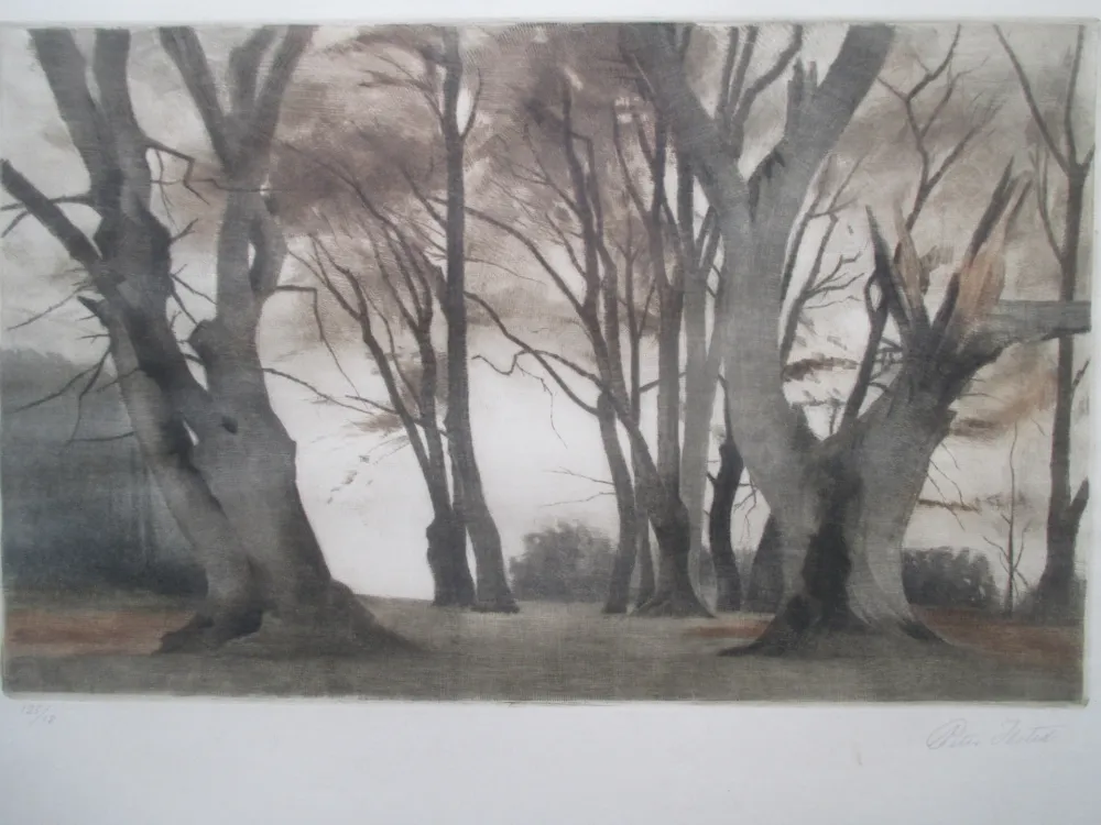 Manera Negra Ilsted - Trees in Ermelunden