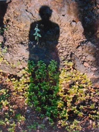 Sin Técnico Jacobs - Shadows II