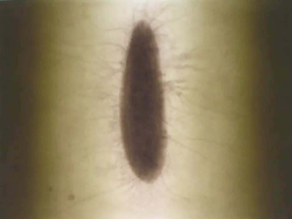 Grabado Kapoor - Untitled 02