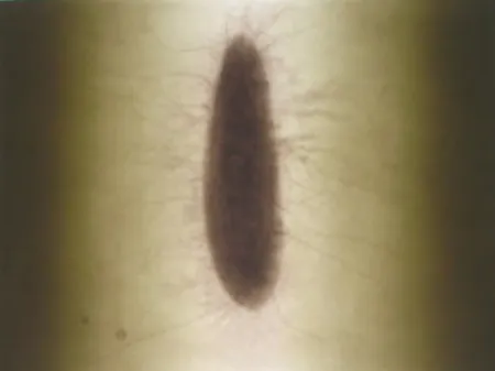 Grabado Kapoor - Untitled 02