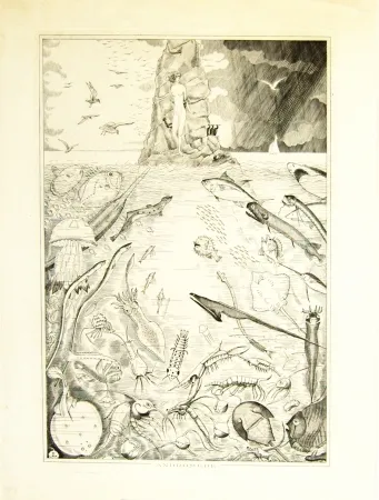 Grabado Laboureur - Andomède